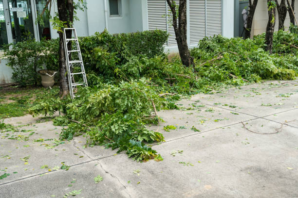 Best Tree Removal  in Lynwood, CA