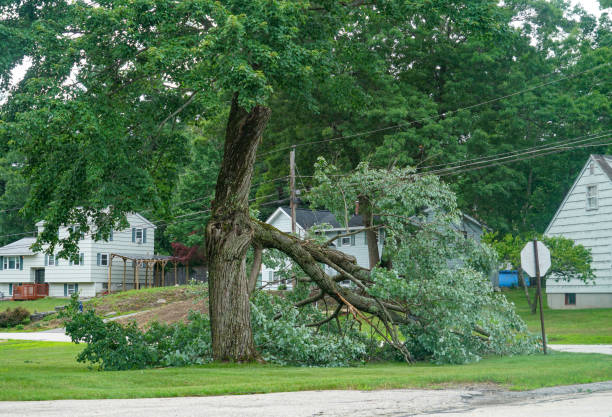 Best Storm Damage Tree Cleanup  in Lynwood, CA