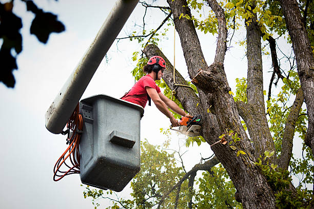 Best Emergency Tree Removal  in Lynwood, CA